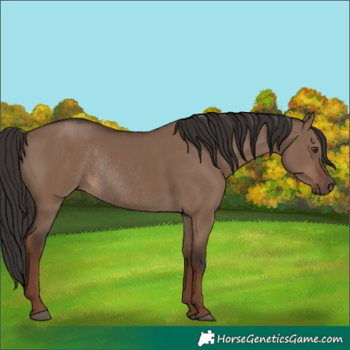 Horse Color:Unknown 