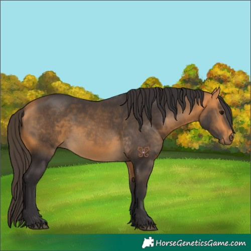 Horse Color:Buckskin 