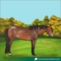 Horse Color:Bay Rabicano 