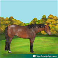 Horse Color:Bay Rabicano 