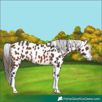 Horse Color:Bay Near Leopard Rabicano 