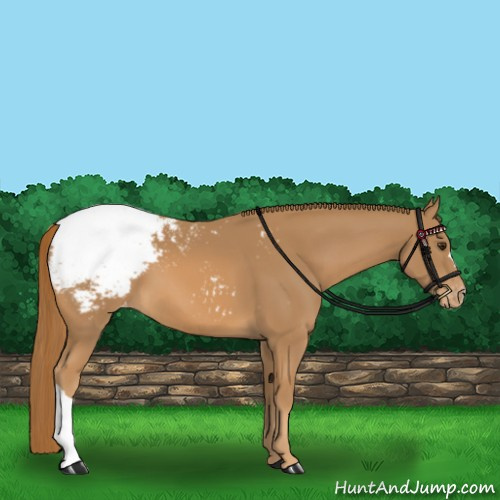 Horse Color:Chestnut Appaloosa 