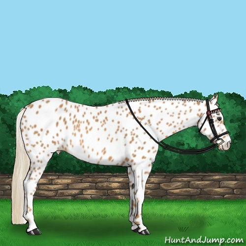 Horse Color:Chestnut Appaloosa
