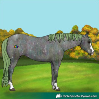 Horse Color:Watercolor Midnight Buckskin Ice Appaloosa 