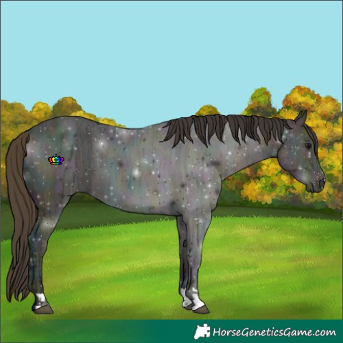 Horse Color:Midnight Buckskin Ice