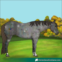Horse Color:Midnight Buckskin Ice 