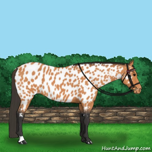 Horse Color:Bay Appaloosa 
