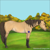 Horse Color:Buckskin Dun 
