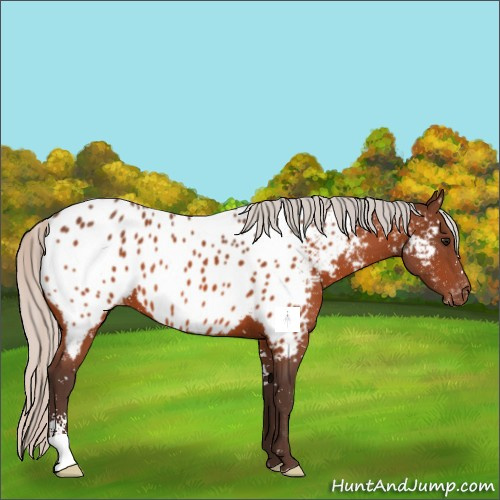 Horse Color:Silver Bay Sabino Appaloosa