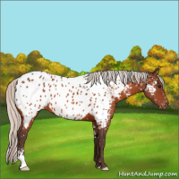 Horse Color:Silver Bay Sabino Appaloosa