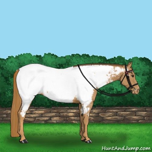 Horse Color:Chestnut Appaloosa 