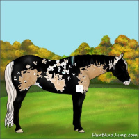 Horse Color:Palomino Splash Tobiano