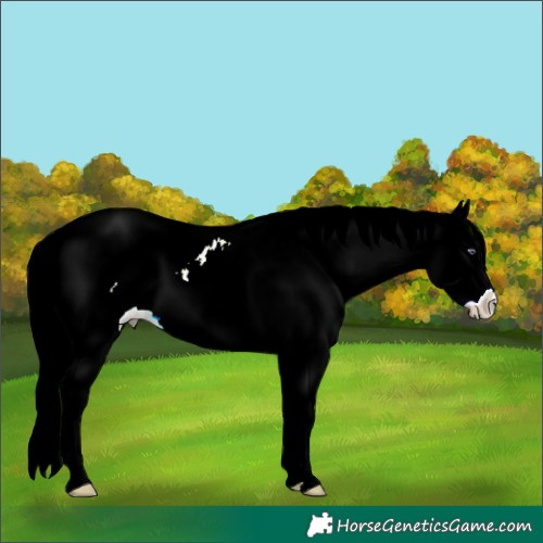 Horse Color:Liver Chestnut Chinchilla Sabino Splash Tobiano 