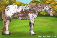 Horse Color:Liver Chestnut Ice Appaloosa 