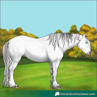 Horse Color:Gray White Spotted Liver Chestnut Splash Tobiano Appaloosa