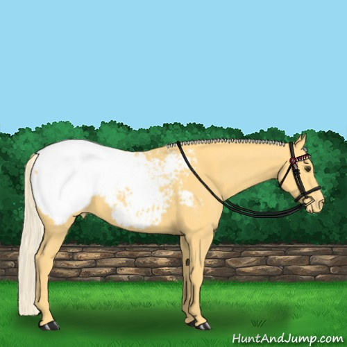 Horse Color:Palomino Appaloosa 