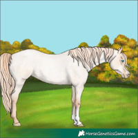 Horse Color:Gold Champagne Roan Pearl Dun Sabino 