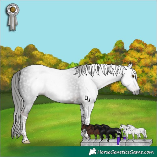 Horse Color:Gray Liver Chestnut Tobiano