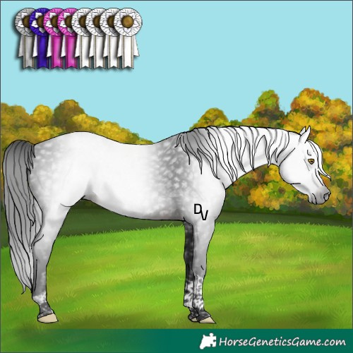 Horse Color:Gray Brown Tobiano 