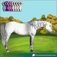 Horse Color:Gray Brown Tobiano 