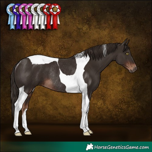Horse Color:Liver Chestnut Tobiano Rabicano 