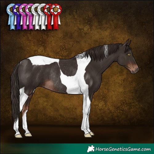 Horse Color:Liver Chestnut Tobiano Rabicano 