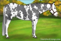 Horse Color:White Spotted Black Splash Appaloosa