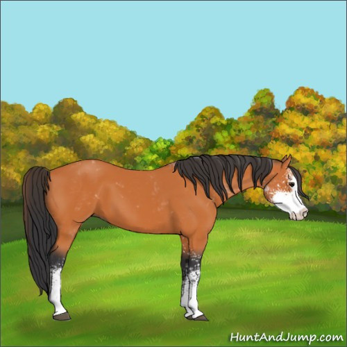 Horse Color:Bay Sabino