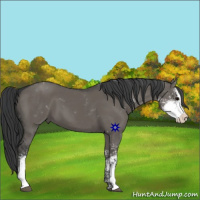 Horse Color:Grullo Sabino 