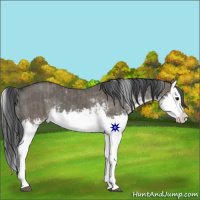 Horse Color:Grullo Sabino Splash and Grullo Sabino Splash