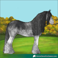 Horse Color:White Spotted Black 