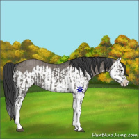 Horse Color:Grullo Sabino Splash  and Grullo Sabino Splash Rabicano 