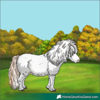 Horse Color:Chestnut Sabino 