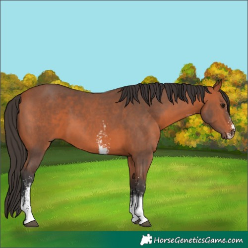 Horse Color:Bay Sabino 