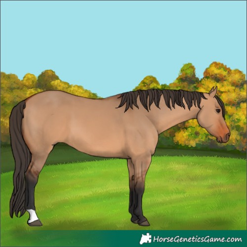 Horse Color:Bay Dun 