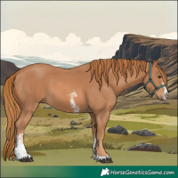 Horse Color:Chestnut Sabino