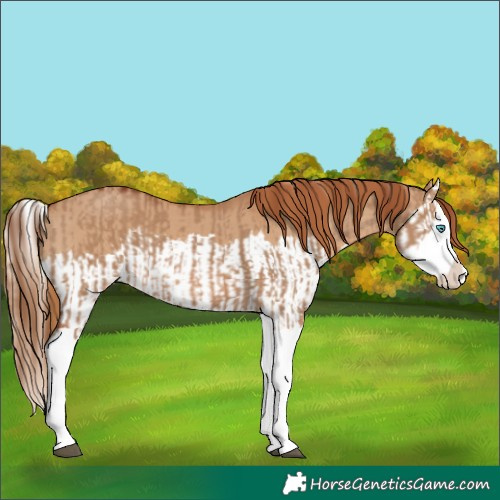 Horse Color:Red Dun Splash  and Red Dun Splash 
