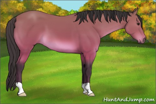 Horse Color:Buckskin 