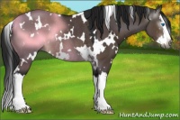Horse Color:Gray White Spotted Brown Dun Sabino Splash Rabicano 