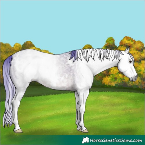 Horse Color:Gray Watercolor White Spotted Brown Ice Dun Splash Rabicano 