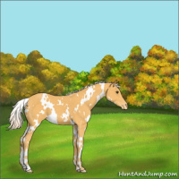 Horse Color:White Spotted Palomino Appaloosa 