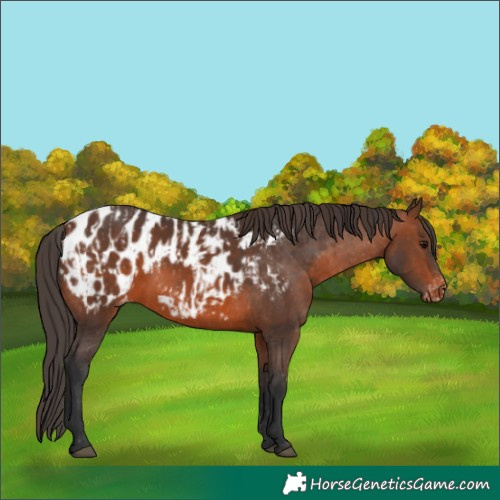 Horse Color:Bay Near Leopard  and Brown Near Leopard 
