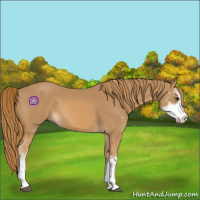 Horse Color:Chestnut Sabino 
