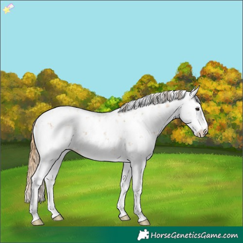 Horse Color:Chestnut Sabino 