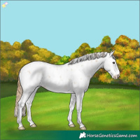 Horse Color:Chestnut Sabino 