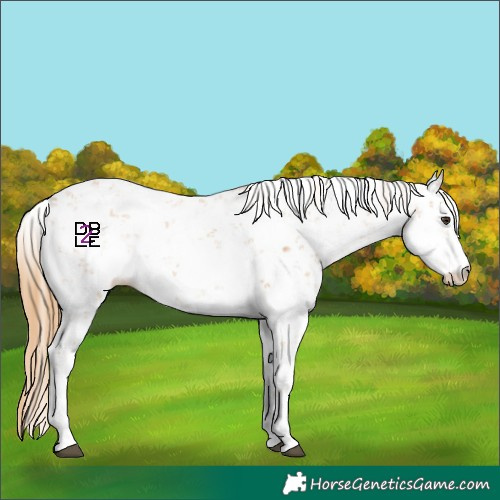 Horse Color:Chestnut Sabino