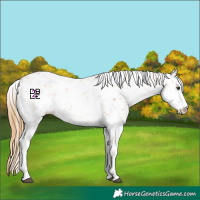 Horse Color:Chestnut Sabino