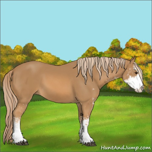 Horse Color:Chestnut Sabino