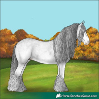 Horse Color:White Spotted Black Rabicano 