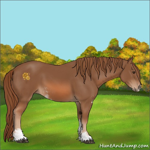 Horse Color:Chestnut Sabino 